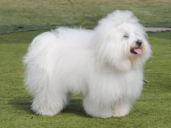 Coton de Tulear Köpek Irk Rehberi gallery 1