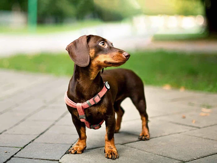 Dachshund (Dakhund) Köpek Irk Rehberi gallery 4