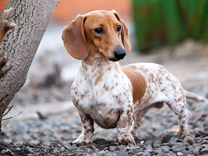 Dachshund (Dakhund) Köpek Irk Rehberi gallery 1