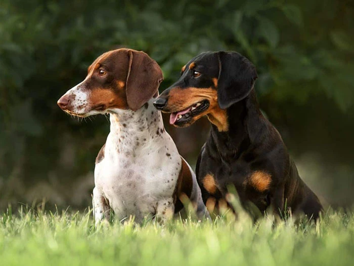 Dachshund (Dakhund) Köpek Irk Rehberi gallery 2