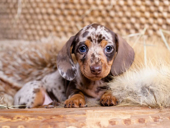 Dachshund (Dakhund) Köpek Irk Rehberi gallery 3