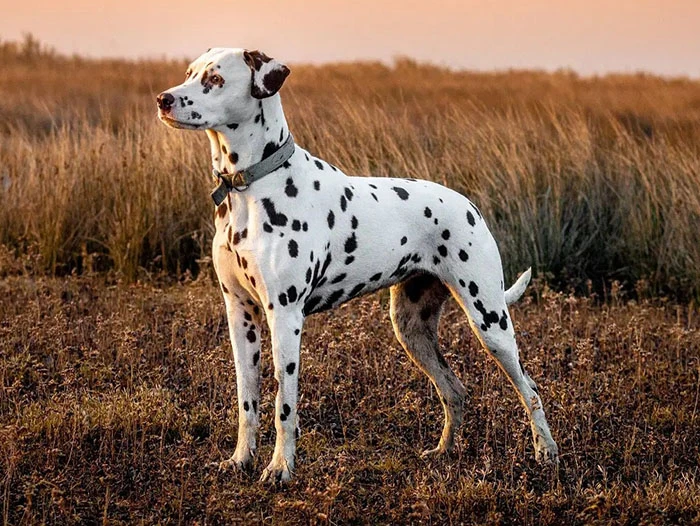 Dalmaçya Köpeği Irk Rehberi gallery 2