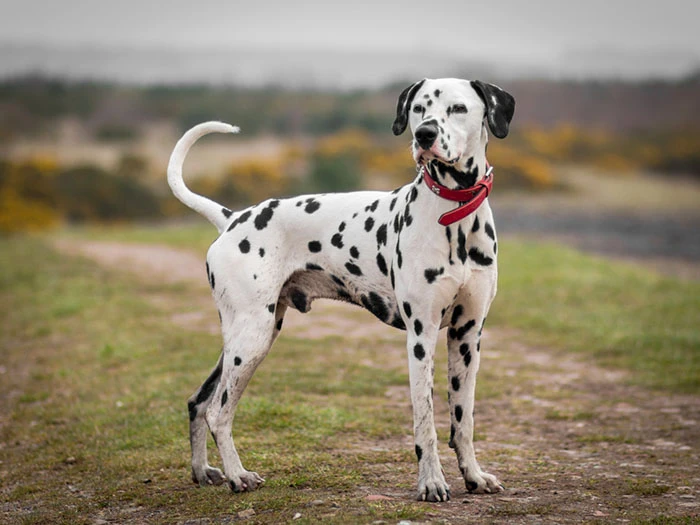 Dalmaçya Köpeği Irk Rehberi gallery 3