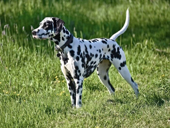 Dalmaçya Köpeği Irk Rehberi gallery 4