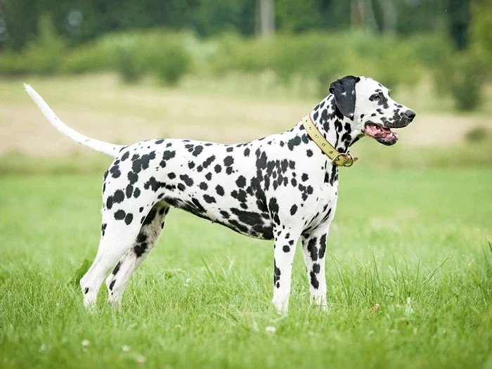 Dalmaçya Köpeği Irk Rehberi gallery 1