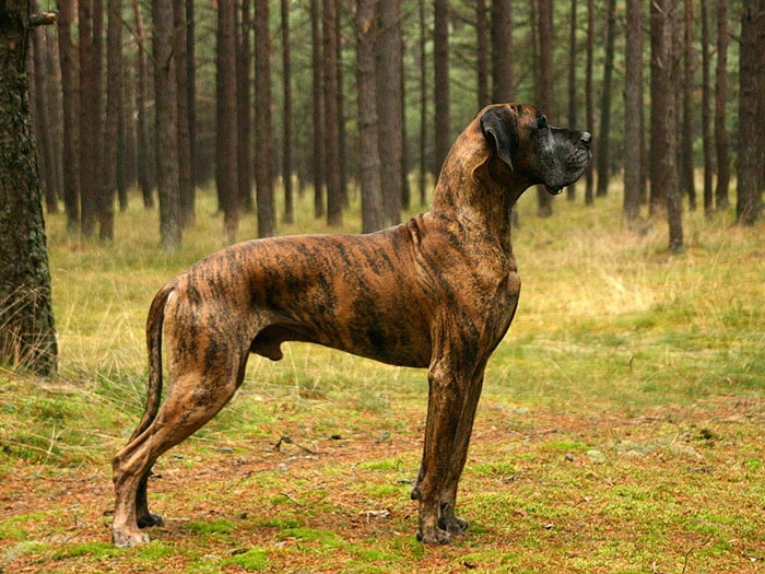 Danua Köpek Irk Rehberi gallery 3
