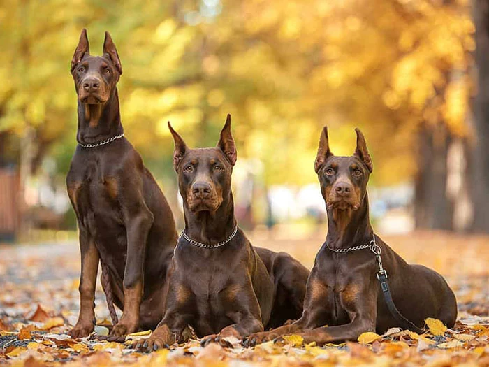 Doberman Irk Rehberi gallery 3