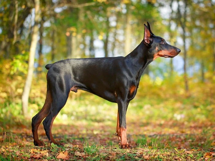 Doberman Irk Rehberi gallery 1
