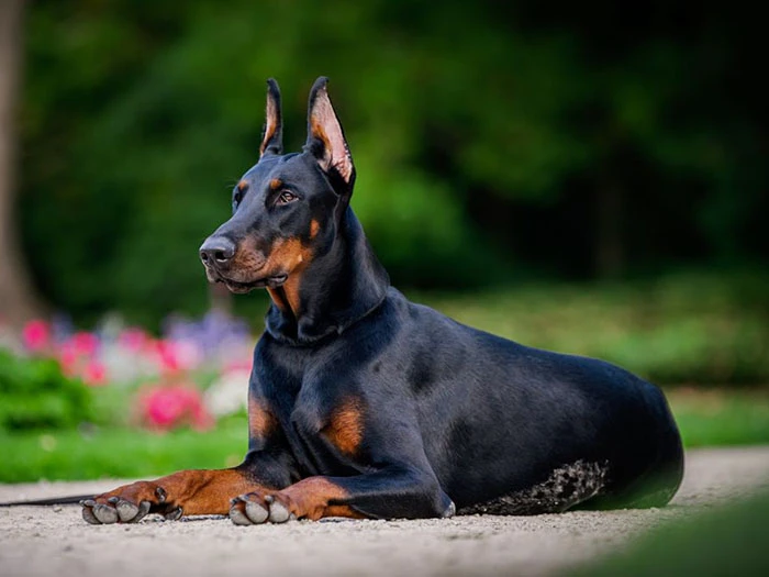Doberman Irk Rehberi gallery 2