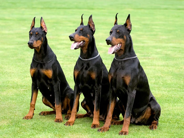Doberman Irk Rehberi gallery 4