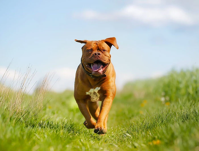 Dogue De Bordeaux Irk Rehberi gallery 2
