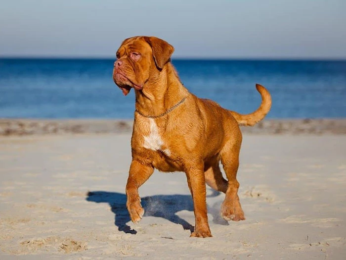 Dogue De Bordeaux Irk Rehberi gallery 3
