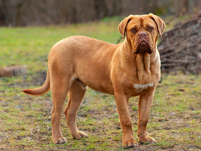 Dogue De Bordeaux Irk Rehberi gallery 1