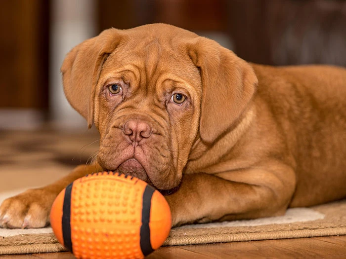 Dogue De Bordeaux Irk Rehberi gallery 4