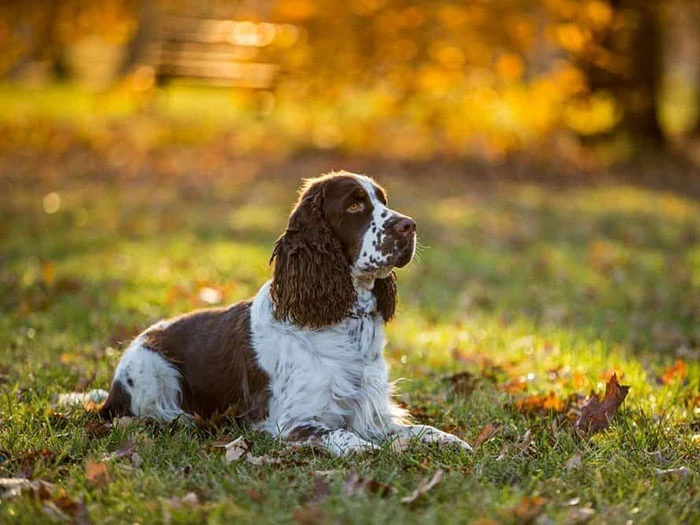 English Cocker Spaniel Irk Rehberi gallery 3