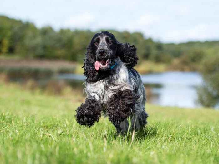 English Cocker Spaniel Irk Rehberi gallery 4