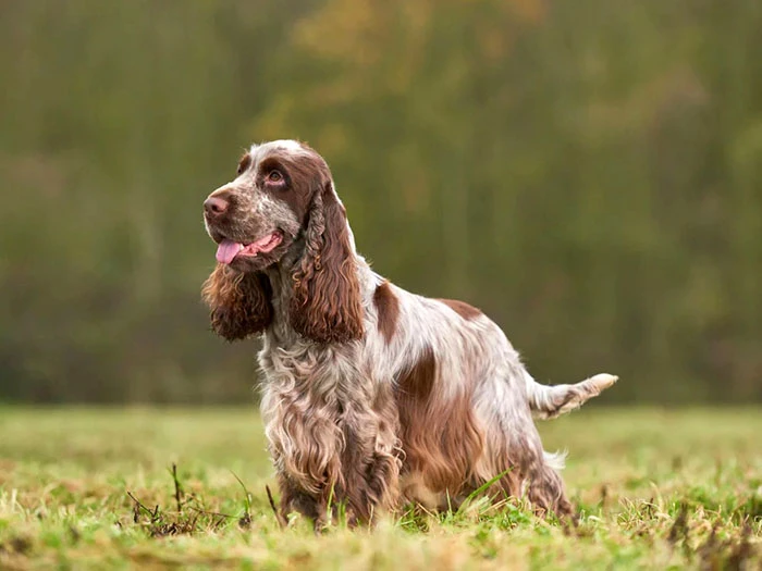 English Cocker Spaniel Irk Rehberi gallery 1