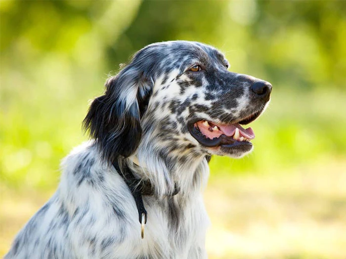 English Setter (İngiliz Seter) Irk Rehberi gallery 4