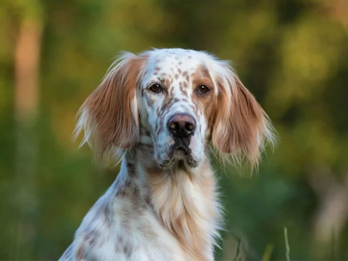 English Setter (İngiliz Seter) Irk Rehberi gallery 2