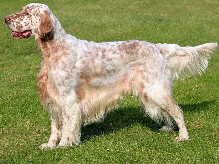 English Setter (İngiliz Seter) Irk Rehberi gallery 1