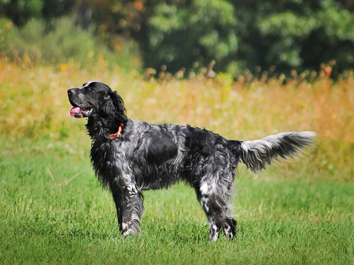 English Setter (İngiliz Seter) Irk Rehberi gallery 3