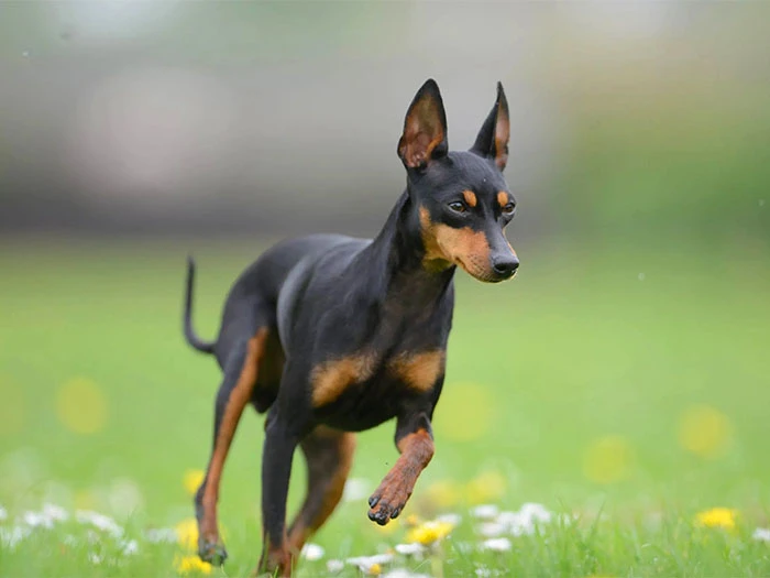 English Toy Terrier Irk Rehberi gallery 2
