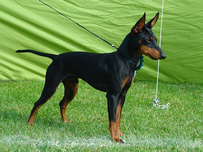 English Toy Terrier Irk Rehberi gallery 3