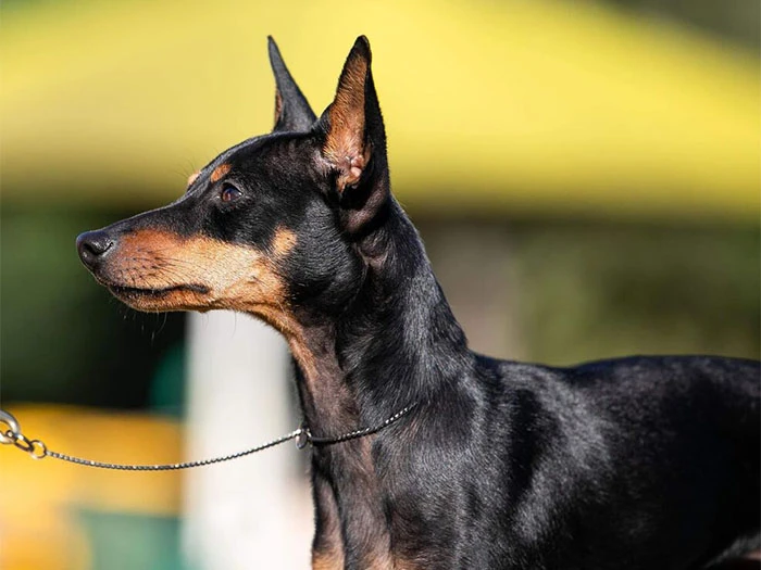 English Toy Terrier Irk Rehberi gallery 4