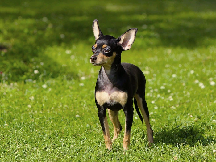 English Toy Terrier Irk Rehberi