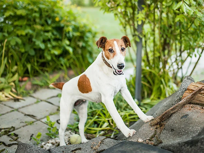 Fox Terrier Irk Rehberi gallery 2