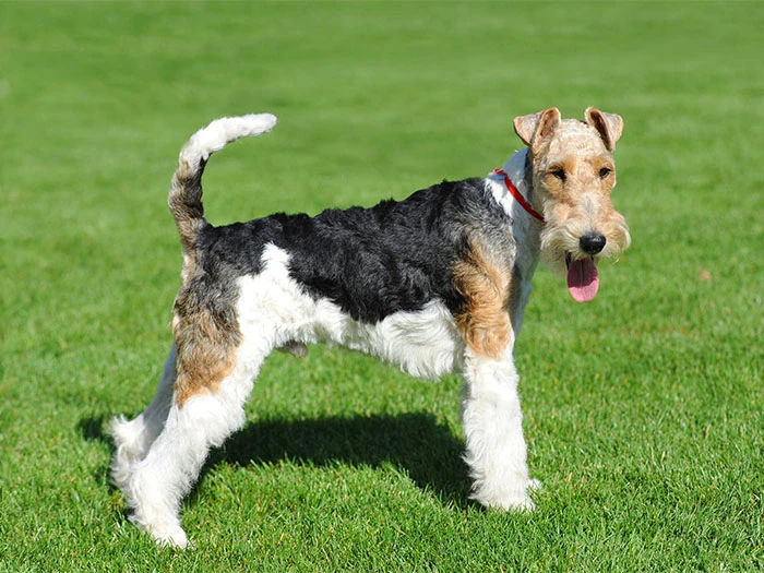 Fox Terrier Irk Rehberi gallery 1
