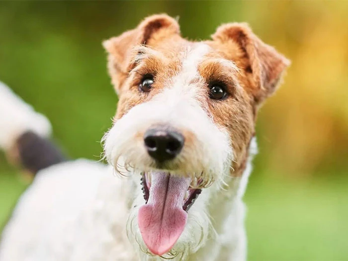 Fox Terrier Irk Rehberi gallery 3