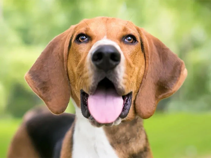 Foxhound Irk Rehberi gallery 3