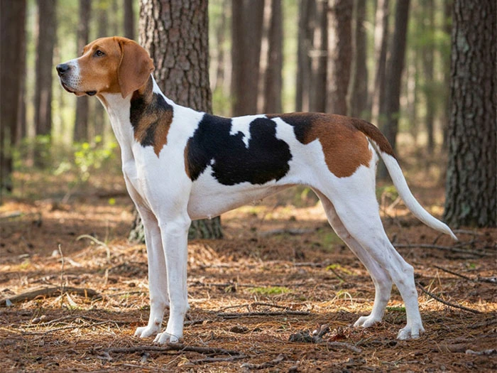 Foxhound Irk Rehberi gallery 2