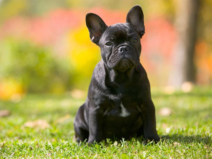 French Bulldog Irk Rehberi gallery 1