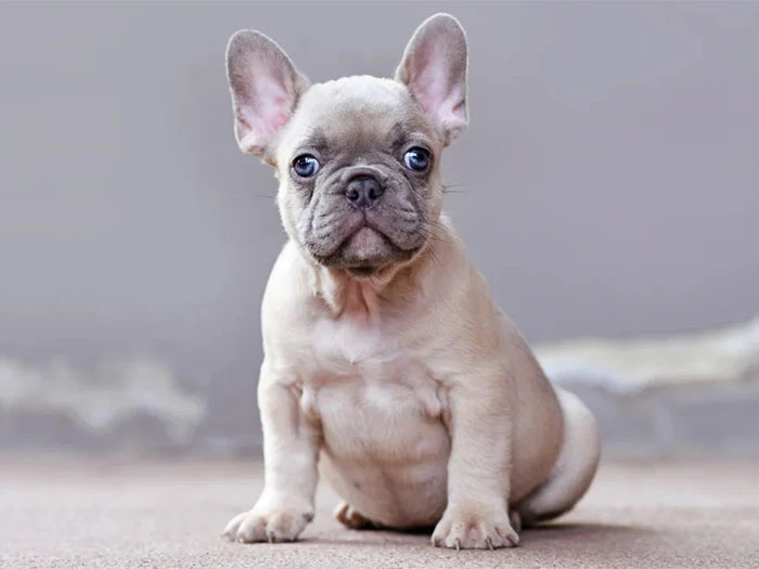French Bulldog Irk Rehberi gallery 3