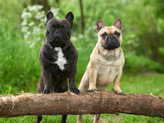 French Bulldog Irk Rehberi gallery 4