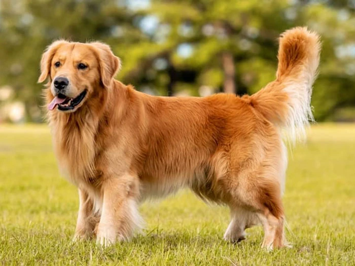 Golden Retriever Irk Rehberi