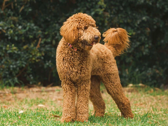 Goldendoodle Irk Rehberi