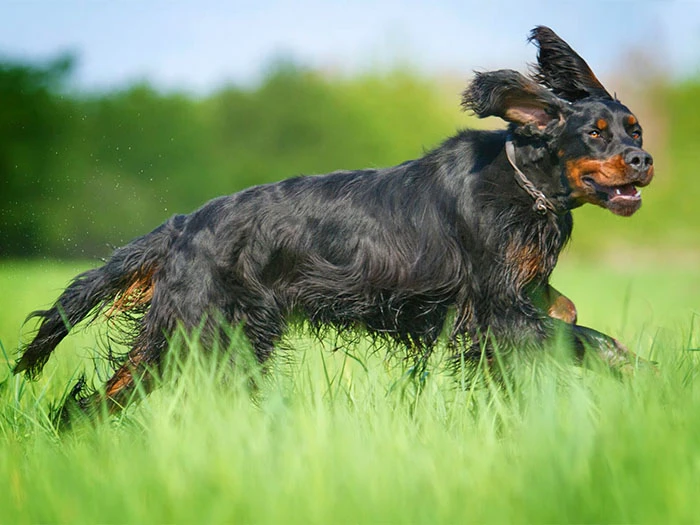Gordon Setter Irk Rehberi gallery 4