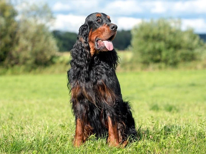 Gordon Setter Irk Rehberi gallery 2