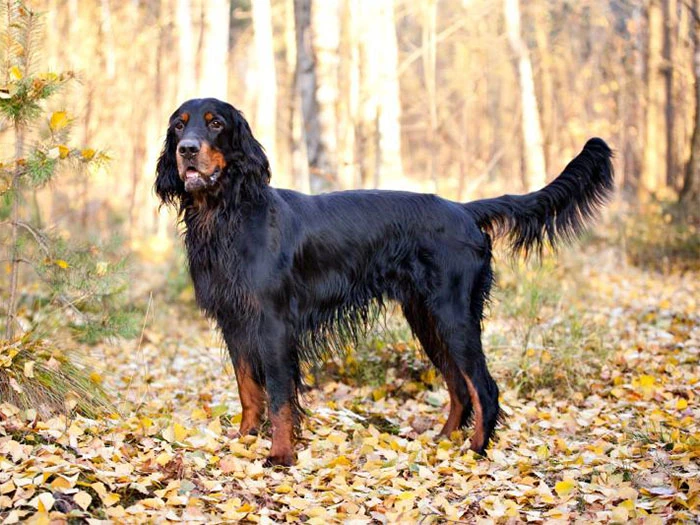 Gordon Setter Irk Rehberi gallery 3
