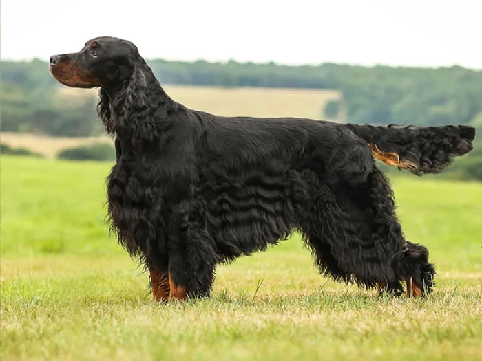 Gordon Setter Irk Rehberi gallery 1
