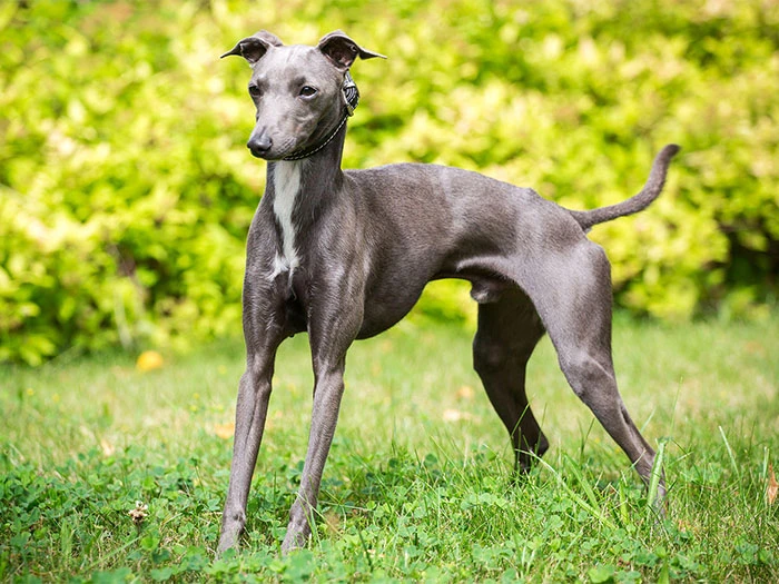 Greyhound Köpek Irk Rehberi gallery 3