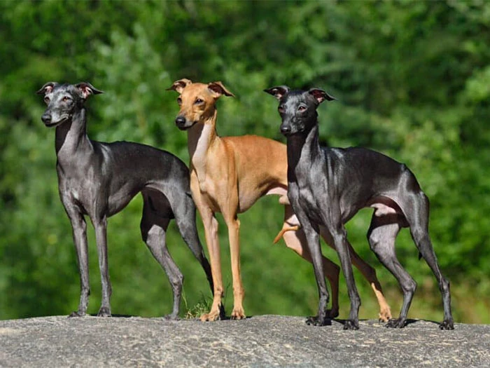 Greyhound Köpek Irk Rehberi gallery 2