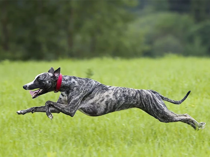 Greyhound Köpek Irk Rehberi gallery 4