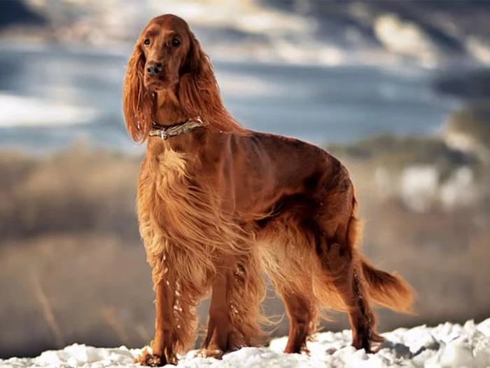Irish Setter Köpek Irk Rehberi gallery 3