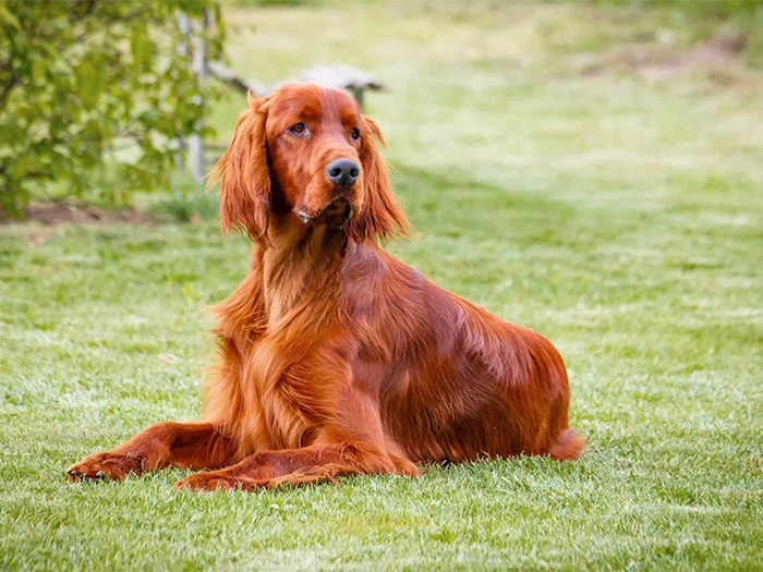 Irish Setter Köpek Irk Rehberi gallery 2