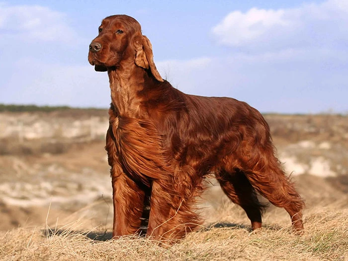 Irish Setter Köpek Irk Rehberi gallery 1