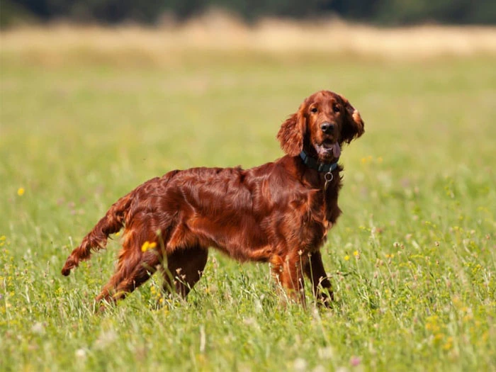 Irish Setter Köpek Irk Rehberi gallery 4